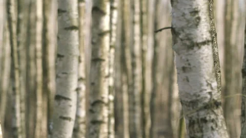 Spring Forest On A Sunny Day. White Tree. Admirable Birch Grove By Diffused Stock Footage 272792789