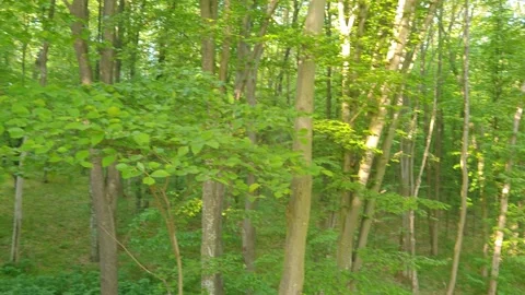 Spring forest on a sunny warm day Stock Footage 310634411