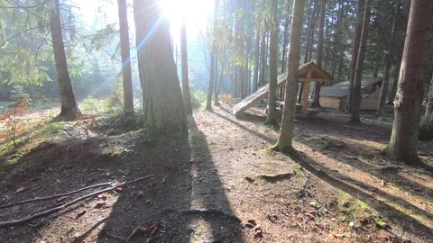 Spring forest at sunrise Video stock 95021648