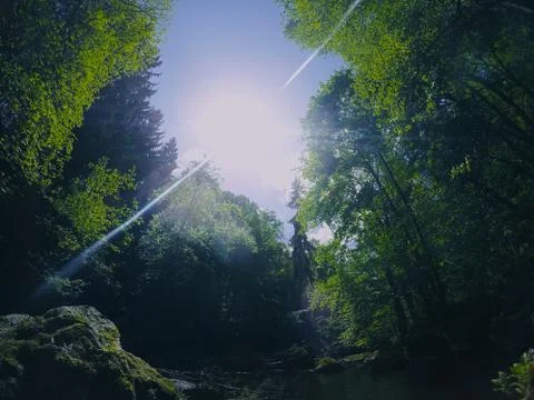 Spring in the forest, sunrise Stock Photos