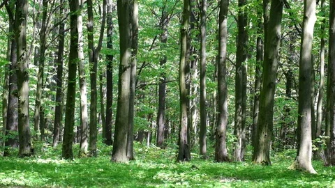 Spring forest. The sun's rays shimmer in the trees Stock Footage 91144266