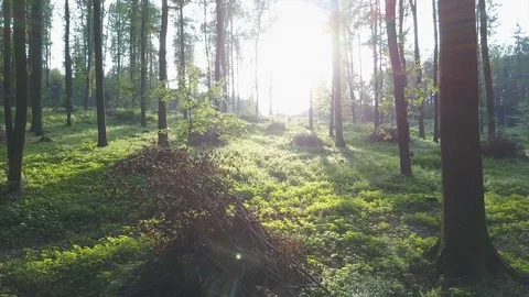 Spring Forest Sunset Aerial 库存影片 87457785