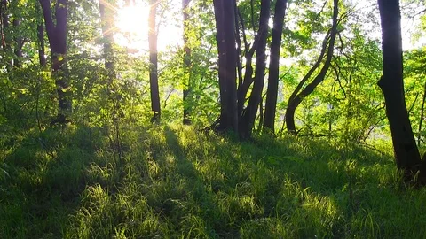 Spring Forest Sunset. Forest at dawn. Stock Footage 77783741