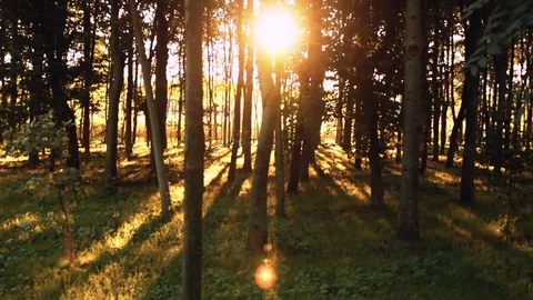 Spring Forest At Sunset In Golden hour Stock Footage 116485007