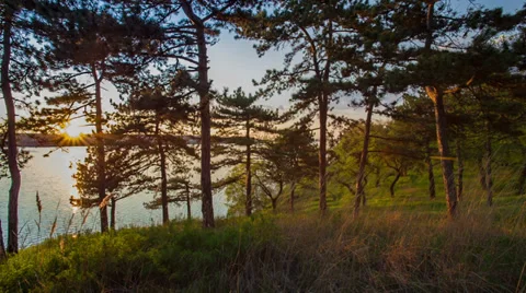 Spring Forest At Sunset, Slider Stock Footage 37554226