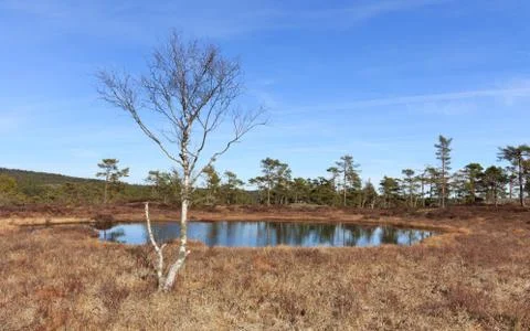 Spring in the forest, swamp with Birch tree in front of a pond Norway Stock Photos