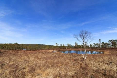 Spring in the forest, swamp with Birch tree in front of a pond Norway Stock Photos