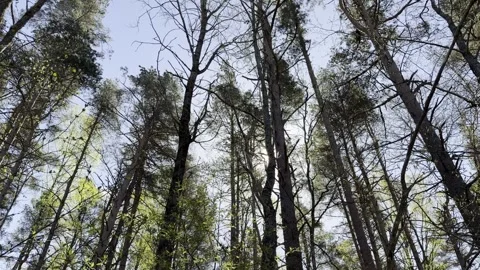 Spring FOREST.  Swaying trees. Horizontal Video Stock Footage 334376359
