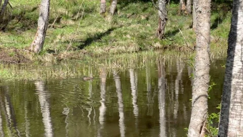 Spring Forest. The Swimming Duck. Horizontal Stock Footage 334392337