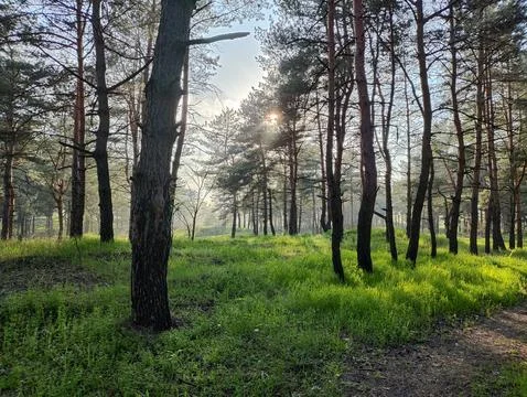 Spring forest. tall pines. deep shadows from trees. green grass. sunset in .. Stock Photos