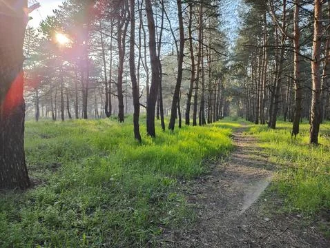 Spring forest. tall pines. deep shadows from trees. green grass. sunset in .. Stock Photos