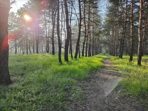 Spring forest. tall pines. deep shadows from trees. green grass. sunset in .. Stock Photos