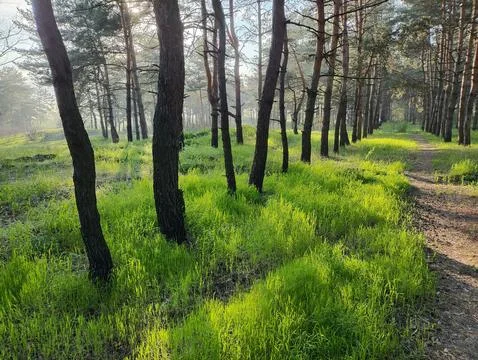 Spring forest. tall pines. deep shadows from trees. green grass. sunset in .. Stock Photos