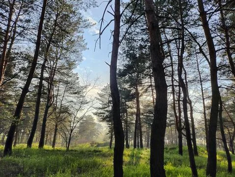 Spring forest. tall pines. deep shadows from trees. green grass. sunset in .. Stock Photos