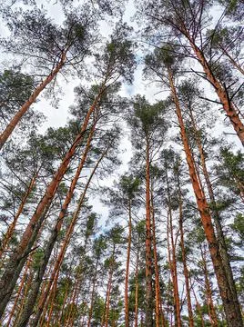 Spring forest with tall trees and infinite sky Stock Photos