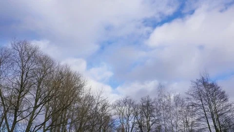 Spring in the forest. time lapse Vídeos de archivo 73664248