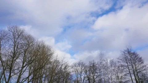 Spring in the forest. time lapse Stock-Footage 73665366