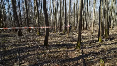 Spring forest trail run, pov chase shot - smooth gimbal follow Stock Footage 305910041
