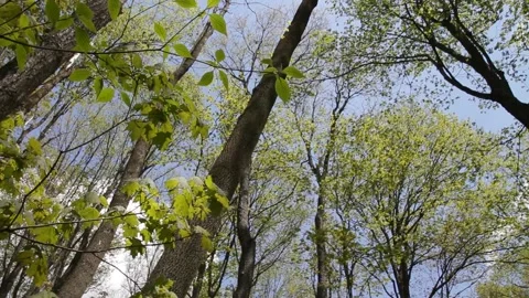 Spring Forest Tree Tops Sunlight Stock Footage 154283572