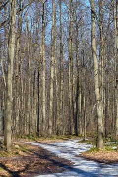 Spring in the forest. Trees against the blue sky, melting snow, the first gra Stock Photos