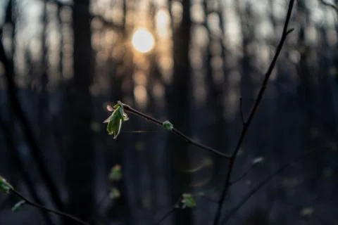 Spring in the forest. The trees are blooming. Stock Photos