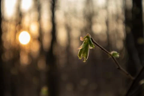 Spring in the forest. The trees are blooming. 스톡 사진