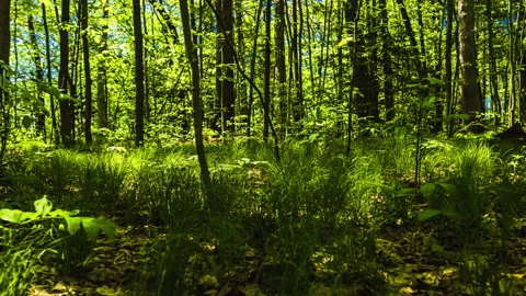 Spring Forest Trees Backlit Csting Shadows - Time Lapse Stock Footage 135430031
