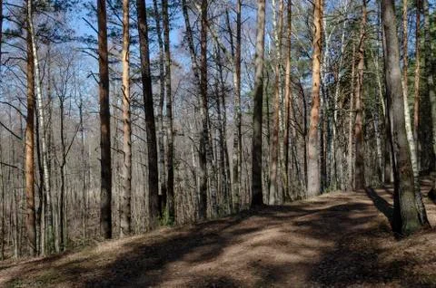 Spring forest trees landscape. View forest background in spring forest Stock Photos