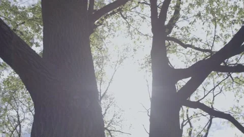 Spring forest trees with sunlight Stock Footage 248538791