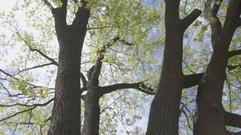 Spring forest trees in sunlight. Tree sun foliage Stock Footage 249946543