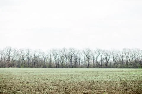 Spring forest, trees without leaves and green grass Stock Photos