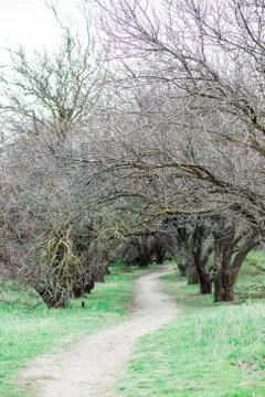 Spring forest, trees without leaves and green grass Stock Photos