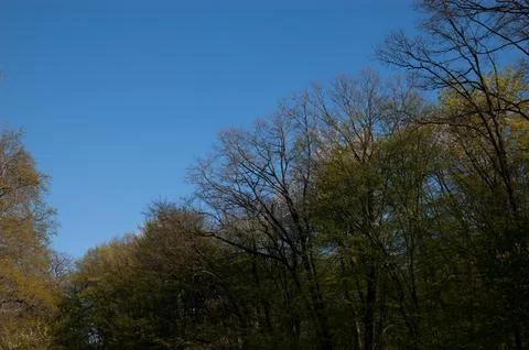 Spring forest under bright blue sky. Fresh green foliage and trees creating.. Fotos de archivo