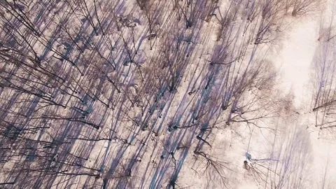 Spring forest in the Ural Mountains on a sunny day, Bashkortostan, Russia Stock Footage 73961289