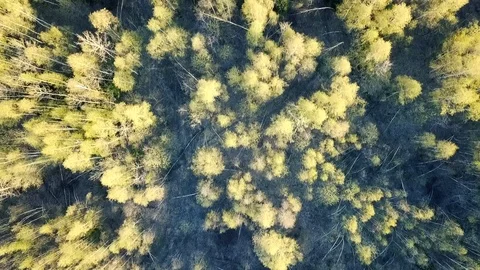 Spring forest view from above Stock Footage 107177973