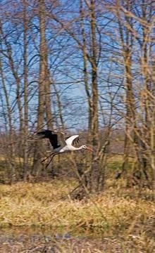 The spring forest is waking up. The stork flies with outstretched wings over  Stock Photos