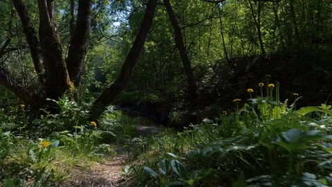 Spring in forest. walk Stock Footage 89753286