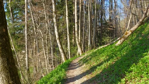 Spring Forest Walk on Leafy Trails in Bad Grnenbach with Emerging Greenery an Stock Footage 309019784