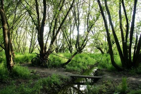 Spring forest walking trail, stream masonry bridge and bicycle Stock Photos