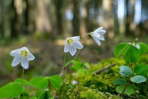 Spring forest white flowers Stock Photos