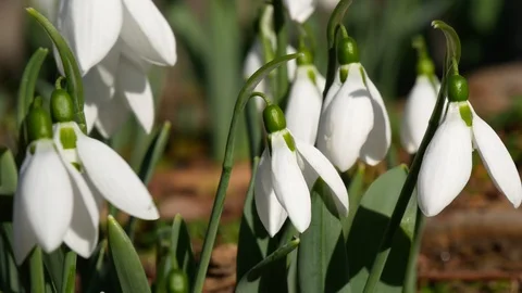 Spring forest with white snowdrops, close up Stock Footage 124499522