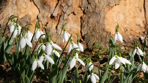 Spring forest with white snowdrops on dark trees background Stock Footage 124499469
