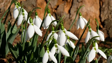 Spring forest with white snowdrops on dark trees background Stock Footage 124499537