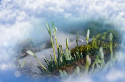 Spring forest with white snowdrops. Early spring white snowdrops flowers on.. Stock Photos