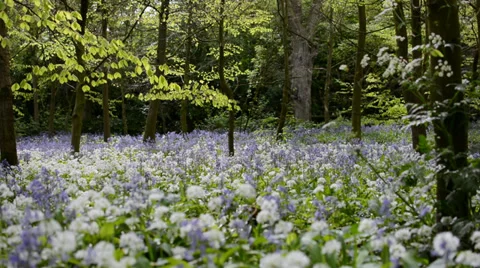 Spring forest with wild flowers, Netherlands Stock Footage 37557736