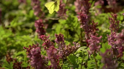 Spring Forest Wildflowers and Butterflies in Bloom Stock Footage 327193853