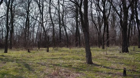 Spring forest without leaves. Stock Footage 151572886