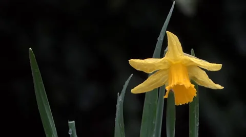 Spring Forest Yellow Daffodil - Rain - 23 Vidéo 36514534