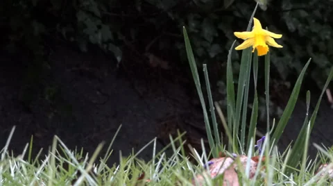 Spring Forest Yellow Daffodil - Rain - 22 Vidéo 36514936