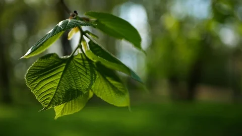 Spring forest - young bright green foliage on tree branches. Video stock 119157288